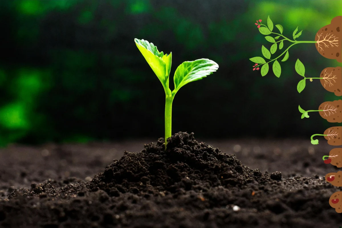 Fotosinteza kod biljaka