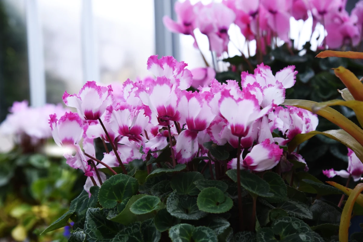 Ciklama u dvorištu