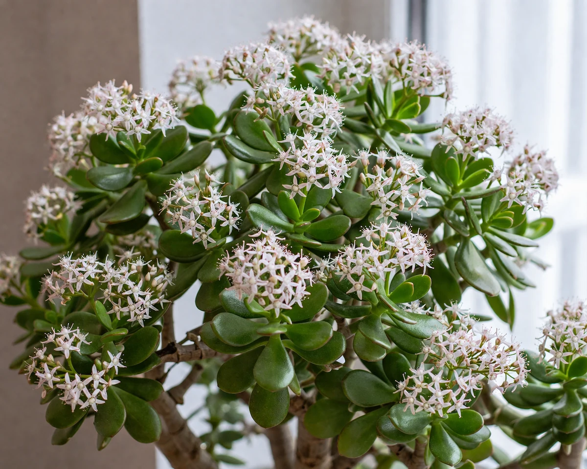 Procvetalo drvo novca