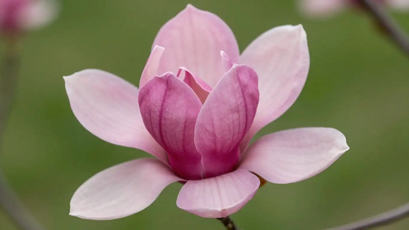 Krupni plan cveta magnolije u punom sjaju.