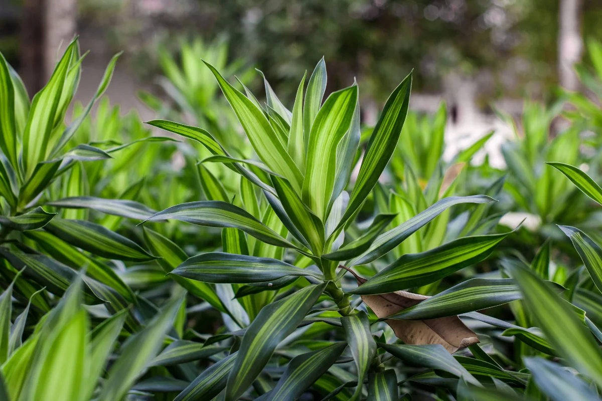 Dracena drvo