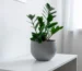 Zamioculcas zamiifolia