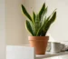 Snake plant (mother-in-law's tongue)
